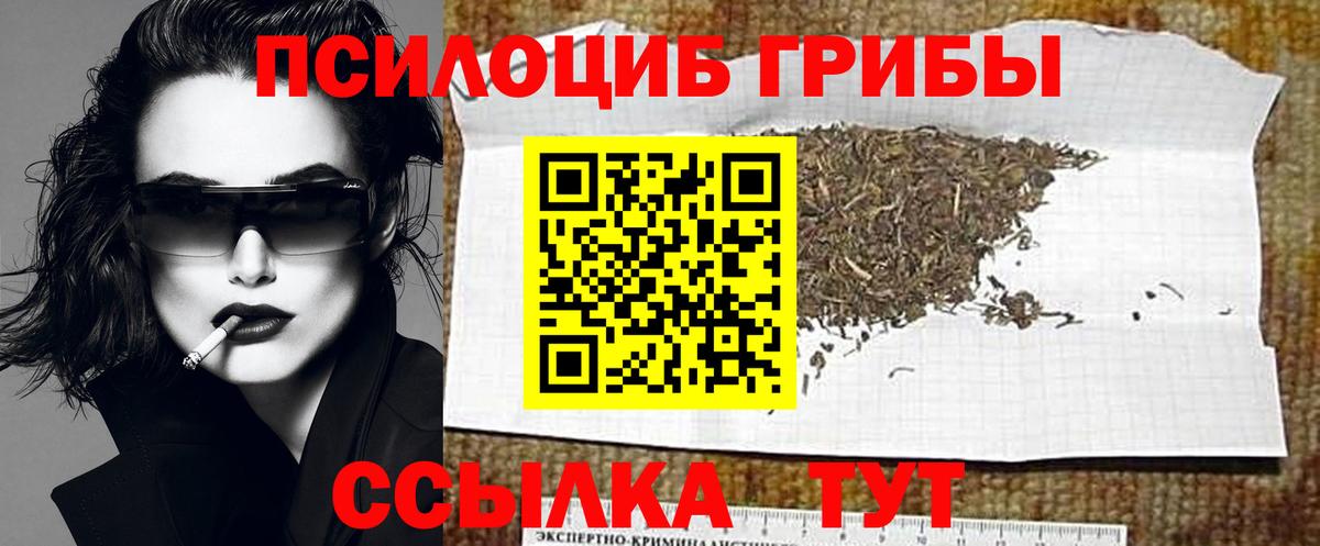 Псилоцибиновые грибы Psilocybe Москва
